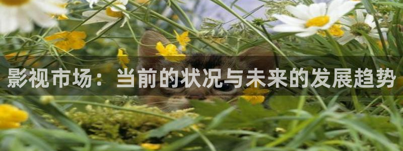 樱花动漫高清版免费观看